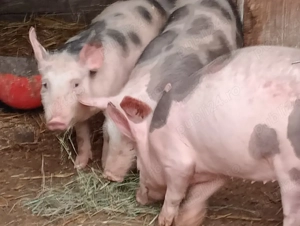 Grasuni 45kg Pietrain  - imagine 2