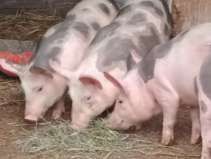 Grasuni Pietrain 45 kg