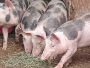 Grasuni 45kg Pietrain  - imagine 4