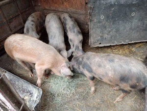 purceii 30kg - imagine 3