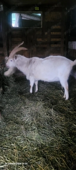 tap sannen  - imagine 3