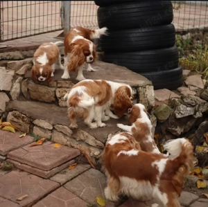 Cățeluși drăguți din rasa Cavalier King Charles de vânzare  - imagine 2