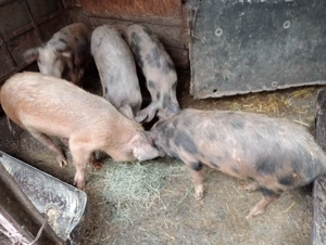 purceii 30kg - imagine 4