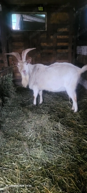 tap sannen  - imagine 2