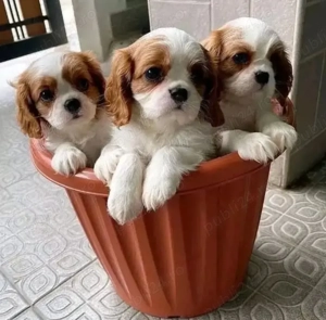 Cățeluși drăguți din rasa Cavalier King Charles de vânzare  - imagine 3