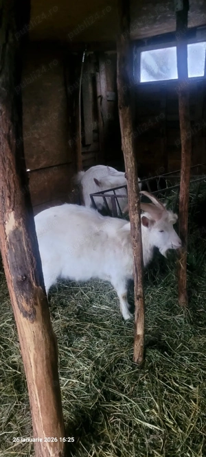 tăpișori sannen  - imagine 3