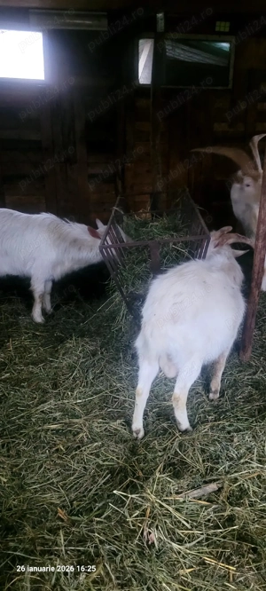 tăpișori sannen  - imagine 2