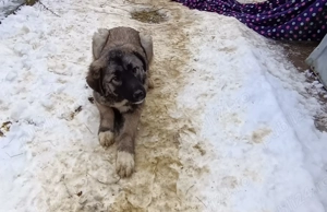 Vand catea Ciobanesc vârstă 7 luni deține carnet de sănătate,2 vaccinuri,preț 450 neg tel   - imagine 3