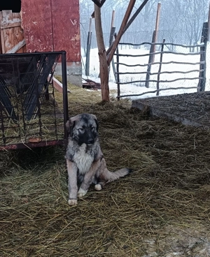 Vand catea Ciobanesc vârstă 7 luni deține carnet de sănătate,2 vaccinuri,preț 450 neg tel   - imagine 2