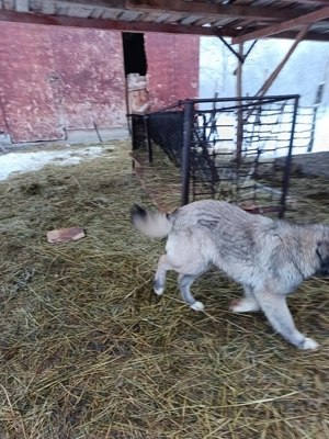 Vand catea Ciobanesc vârstă 7 luni deține carnet de sănătate,2 vaccinuri,preț 450 neg tel   - imagine 4