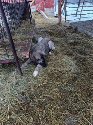 Vand catea Ciobanesc vârstă 7 luni deține carnet de sănătate,2 vaccinuri,preț 450 neg tel   - imagine 5