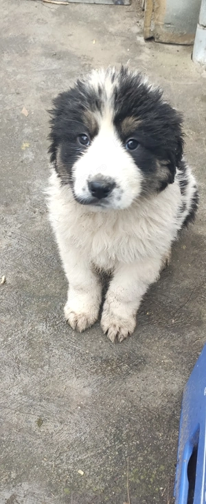 Vând cățelușa Ciobanesc de Bucovina - imagine 3