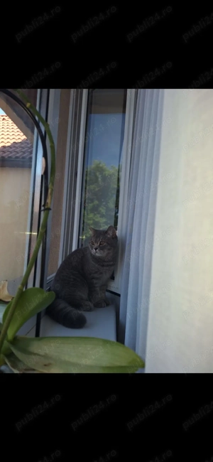 Motan british short hair - imagine 3