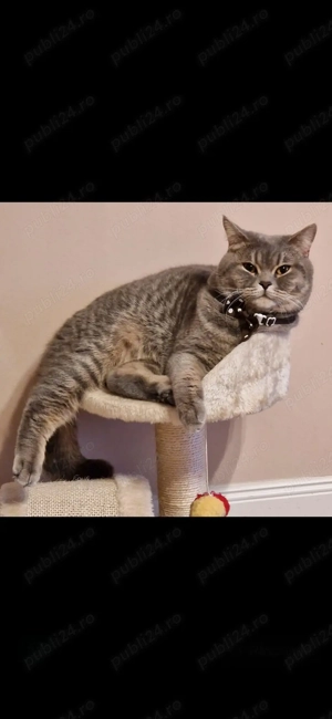 Motan british short hair - imagine 2