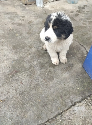 Vând cățelușa Ciobanesc de Bucovina - imagine 2