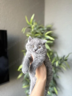 British shorthair pui