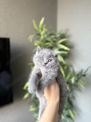 British shorthair pui - imagine 3