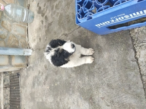 Vând cățelușa Ciobanesc de Bucovina - imagine 4