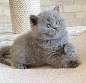 British shorthair pui superbi - imagine 5