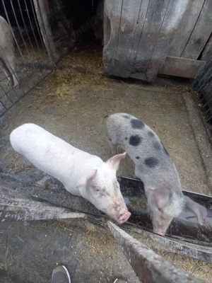 vand 2 purcei de 12 săptămâni  - imagine 3