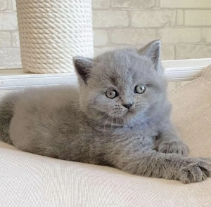 British shorthair pui superbi - imagine 4