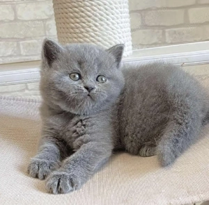 British shorthair pui superbi - imagine 3