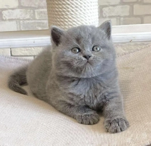 British shorthair pui superbi