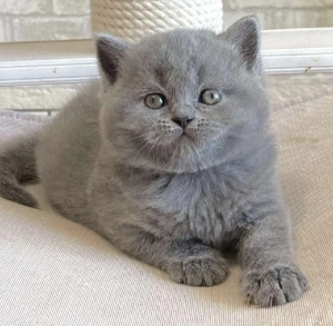 British shorthair pui superbi - imagine 2
