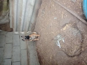 Belgian malinois - imagine 3