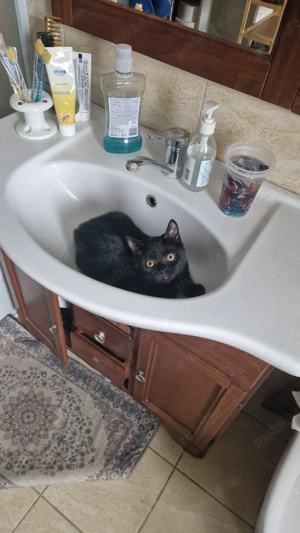 Pisica British Shorthair mix cu tabby (Baiat)