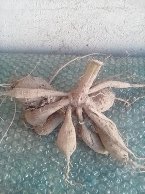 bulbi de dalii colorate - imagine 4