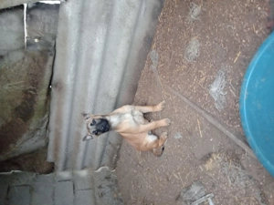 Belgian malinois - imagine 2