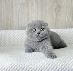 Scottish fold pui superbi - imagine 4