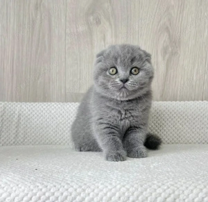 Scottish fold pui superbi