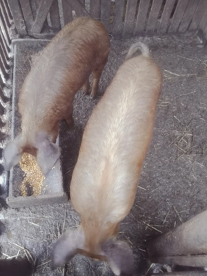 Vând doi vieri duroc