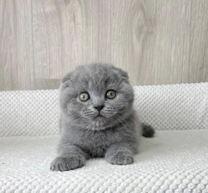 Scottish fold pui superbi - imagine 2