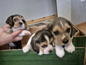 de vanzare Pui de Beagle - imagine 3