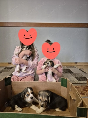 de vanzare Pui de Beagle - imagine 2