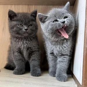 British shorthair pui superbi  - imagine 4