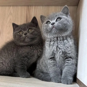 British shorthair pui superbi  - imagine 3