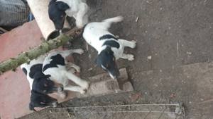 Catei Foxterier - imagine 4