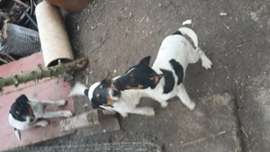 Catei Foxterier - imagine 3