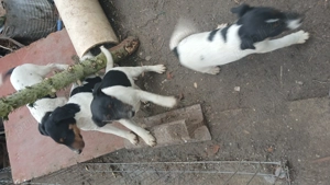 Catei Foxterier - imagine 5