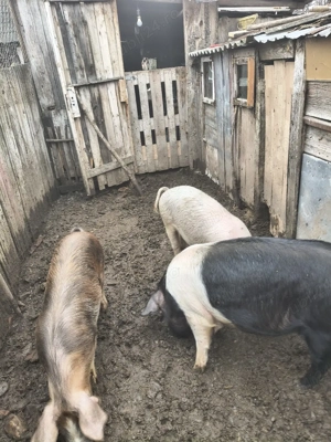 vând purcei și Godini 