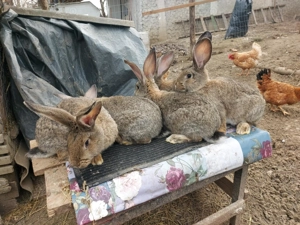 Iepuri UG de vanzare 3 luni 100 lei buc - imagine 2
