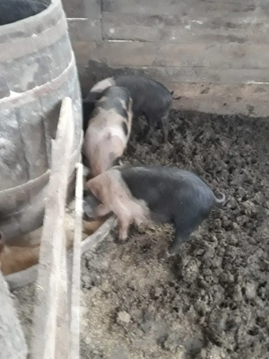 Vand purcei  dau si pe bucate - imagine 4