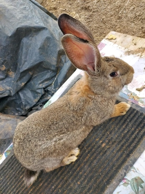 Iepuri UG de vanzare 3 luni 100 lei buc - imagine 3