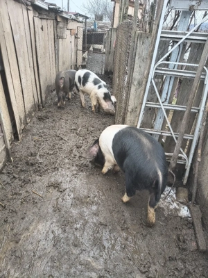 vând purcei și Godini  - imagine 2