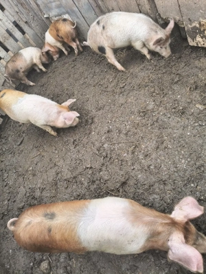 vând purcei și Godini  - imagine 4