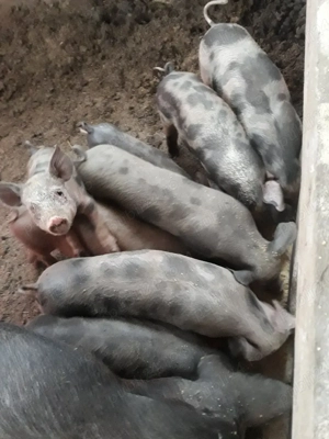 Vand purcei  dau si pe bucate - imagine 3